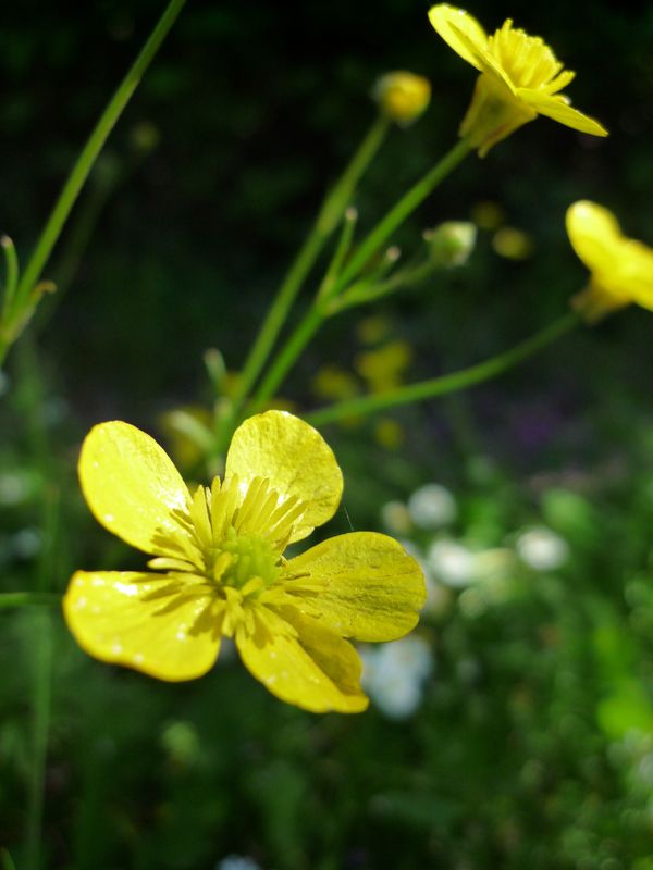 Ranunculus sp